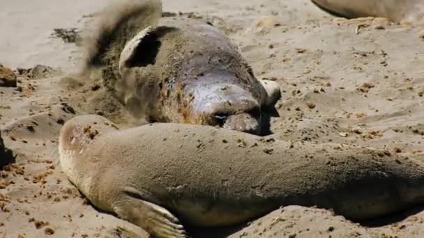 Seals Throwing Sand Back Chill Heat While Resting Beach California — Stock Video