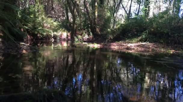 Arroyo Con Escasez Agua Bosque Abedul Roble Alnus Glutinosa Aliso — Vídeo de stock