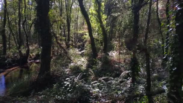 Nehir Huş Meşe Alnus Glutinosa Ormanlarının Ortasından Akar Güneş Işınları — Stok video