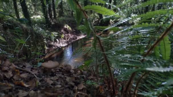 Ποταμός Στο Δάσος Σημύδας Βελανιδιάς Και Alnus Glutinosa Alder Αντανακλάσεις — Αρχείο Βίντεο
