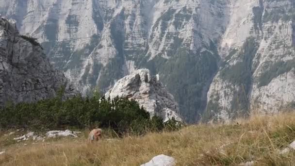 一只棕色的小玩具狗在山里跑得快 — 图库视频影像