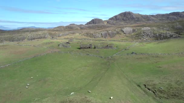 Skoç Dağları Nda Ardnamurchan Kayalık Tepeler Yeşil Tarlalarda Koyunlarla Çevrili — Stok video