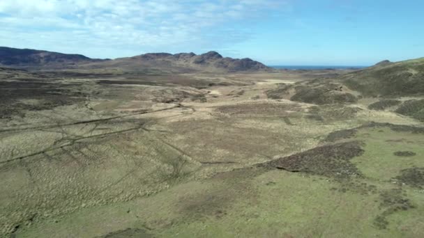 Rekaman Drone Udara Terbang Mundur Atas Rumput Dan Domba Dataran — Stok Video