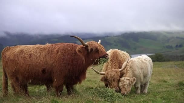 Nebel Bedeckt Nahe Gelegene Hügel Während Kleine Herden Hochlandrinder Auf — Stockvideo