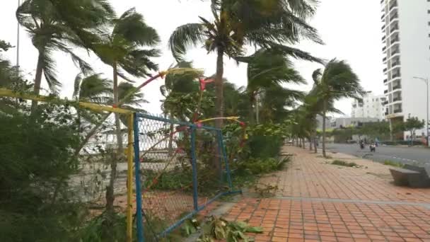 Strong Wild Tropical Tree Storm Waving Trees Wet Coastal Road — Wideo stockowe
