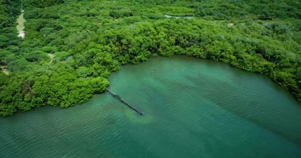 マングローブに囲まれた湖に走るさび漏れたパイプの空中ショットを明らかにし 下水を投棄する — ストック動画