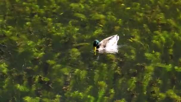 野鸭在清澈的湖水中游泳 — 图库视频影像