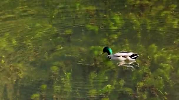 澄んだ湖の水の中で野生のアヒルの水泳やダイビング — ストック動画