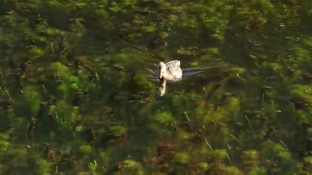 野鸭在清澈湖水中游泳 — 图库视频影像
