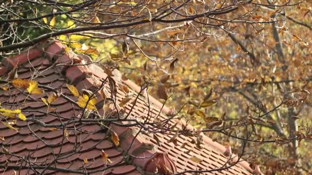 Die Nackten Zweige Eines Baumes Mit Gelben Trockenen Blättern Wiegen — Stockvideo