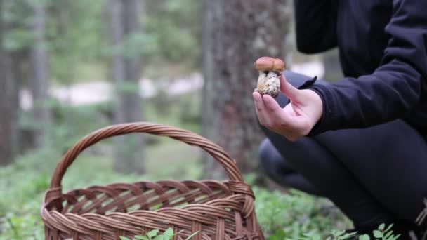 Female Forest Path Holding Basket Collecting Mushroom Autumn Travel — Stock Video
