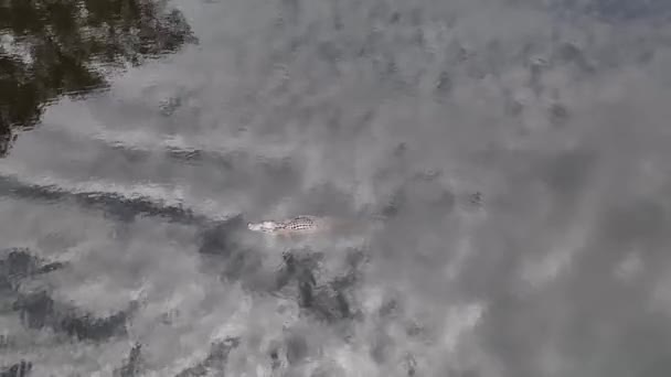 Drone Flys 7Ft Alligator Large Lake North Carolina — Stock Video
