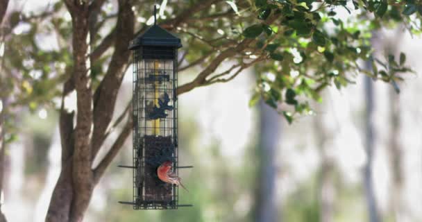 Casa Finch Leva Voo Alimentador Aves — Vídeo de Stock
