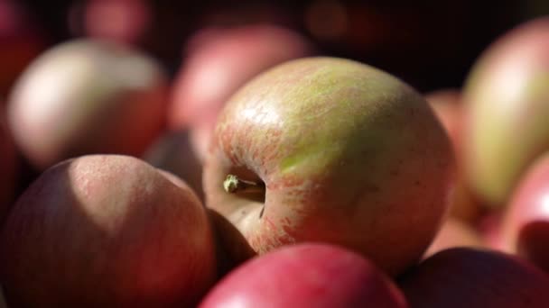 Närbild Röda Äpplen Nyplockad Frukt Och Vegansk Mat För Hälsosam — Stockvideo