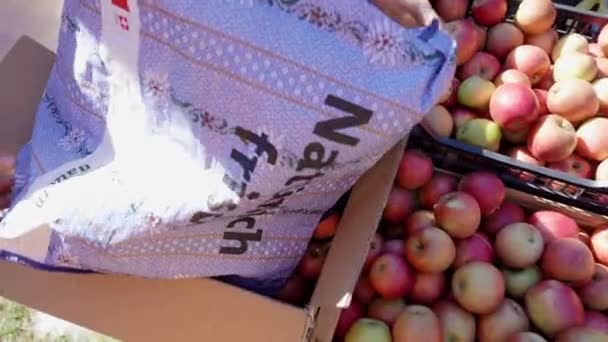 Φρέσκα Κόκκινα Μήλα Μεταφέρονται Από Την Τσάντα Στα Κουτιά Συγκομιδή — Αρχείο Βίντεο