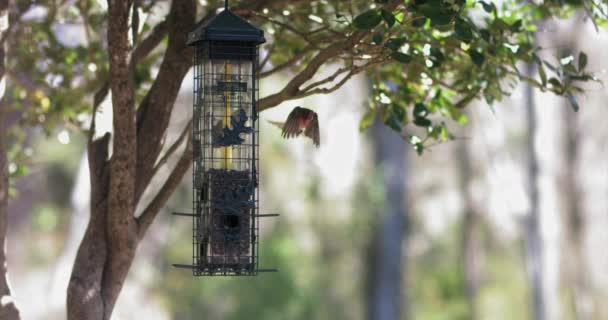 鳥の餌の上に家のフィンチの土地 — ストック動画