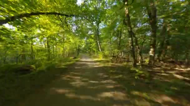 在树冠森林下跑来跑去 平稳第一人称查看Pov骑和跑 — 图库视频影像
