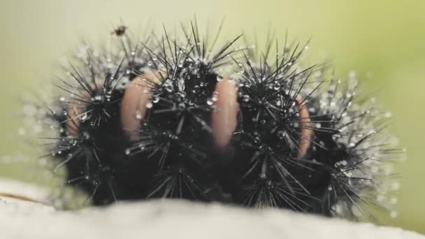 Yağmurda Siyah Tüylü Tırtıl — Stok video