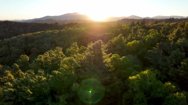 北カロライナ州ブロウロックNc付近の夕日に向かって突き進む松の木の上の空中 — ストック動画