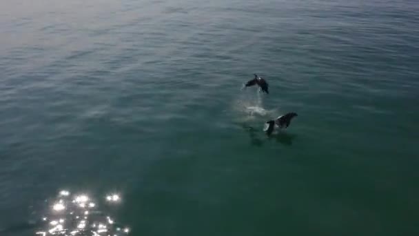 三只海豚从水里跳了出来5秒 — 图库视频影像