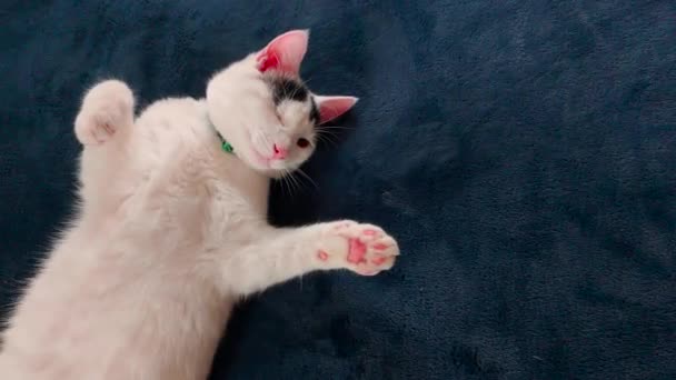 Cute One Eyed Cat Leżące Niebieskim Kocu Łóżku — Wideo stockowe