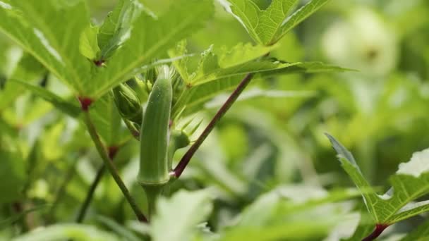 Planta Okra Verde Con Vaina Semilla Distintiva Disparo Estático Cerca — Vídeo de stock