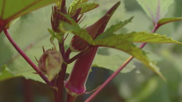 Gros Plan Plante Rouge Okra Avec Des Gousses Graines Déplaçant — Video