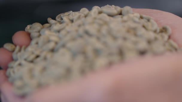 Rack Focus Close Shot Raw Coffee Beans Held Two Hands — Stock Video