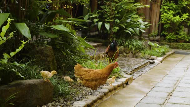 Vahşi Tavuk Ailesi Japonya Daki Yemyeşil Kirishima Köyünde Dolanıyor — Stok video