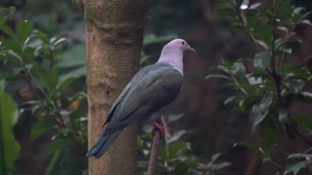 Large Green Imperial Pigeon Ducula Aenea Perching Tree Branch Wondering — Stock Video