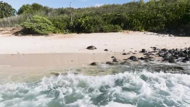 Tortuga Marina Descansando Playa Arena Maui Hawái Vista Aérea Mar — Vídeos de Stock
