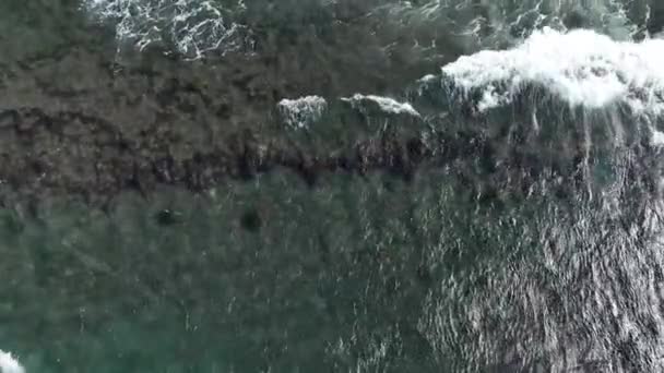 Gröna Havssköldpaddor Maui Hawaii Flygbild — Stockvideo