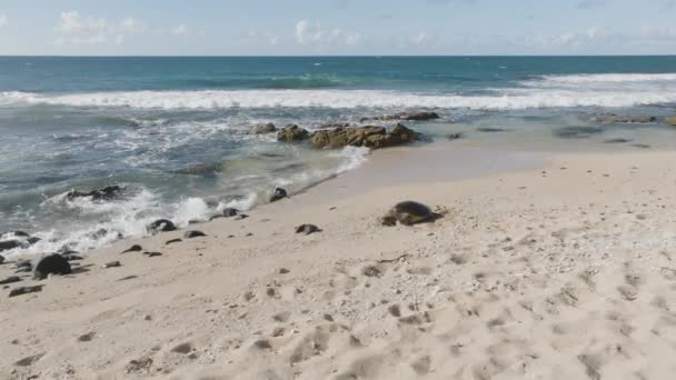 Tartaruga Marinha Verde Descansando Praia Areia Maui Havaí — Vídeo de Stock