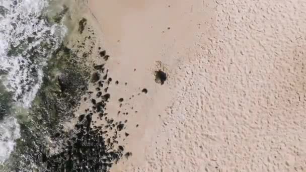 Гавайская Морская Черепаха Греется Солнце Песчаных Берегах Мауи Воздушное Увеличение — стоковое видео