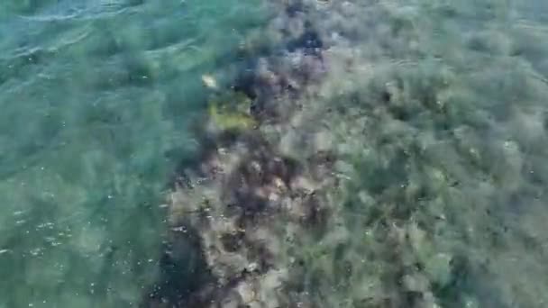 Hungrig Grön Havssköldpadda Födosök Längs Maui Hawaii Usa — Stockvideo