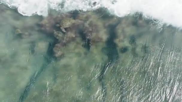 Hawaiiaanse Zeeschildpadden Maui Zicht Vanuit Lucht — Stockvideo