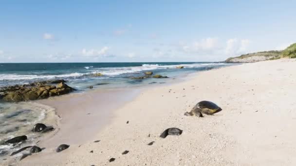 Гавайская Зеленая Черепаха Отдыхает Песчаном Пляже Мауи — стоковое видео