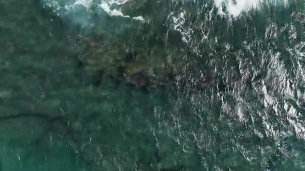 Красивые Гавайские Морские Черепахи Хону Пасутся Над Коралловыми Рифами Мауи — стоковое видео