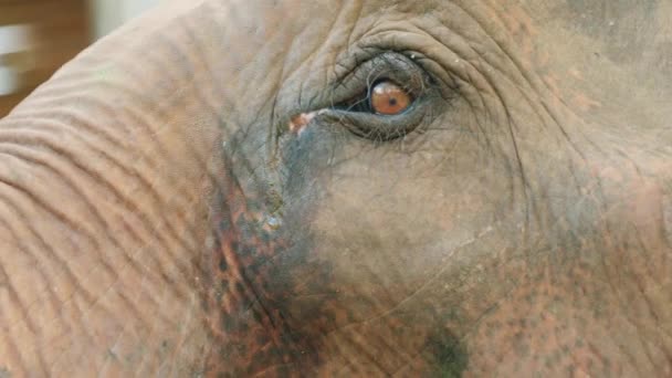 Cinematic Slow Motion Wildlife Természet Felvétel Egy Elefánt Közelről Közepén — Stock videók