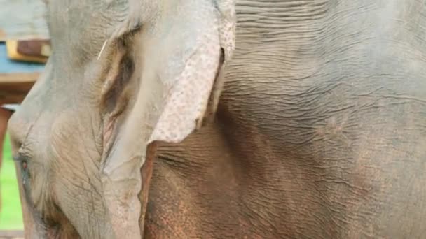 Filmmaterial Zeitlupe Von Einem Elefanten Aus Nächster Nähe Inmitten Des — Stockvideo