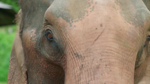Images Nature Animalière Ralenti Cinématographique Éléphant Près Milieu Jungle Dans — Video