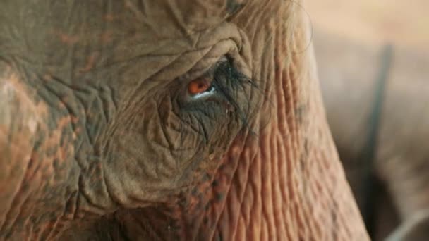 Cinematic Slow Motion Wildlife Nature Footage Elephant Eye Close Middle — Vídeo de Stock