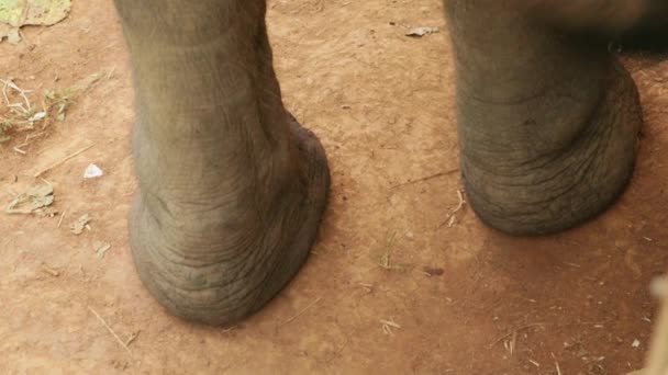Κινηματογραφικό Αργή Κίνηση Άγρια Φύση Πλάνα Από Πόδια Ενός Ελέφαντα — Αρχείο Βίντεο