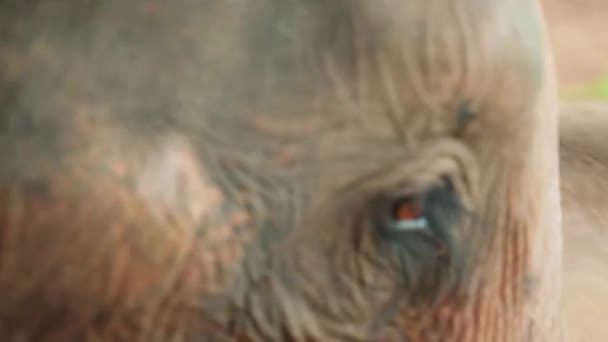 시네마 틱느리게 움직이는 동물의 치앙마이밀림 가운데서 코끼리의 — 비디오