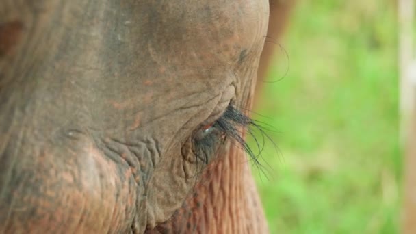 Cinematic Slow Motion Naturfilmer Elefants Öga Från Nära Håll Mitt — Stockvideo