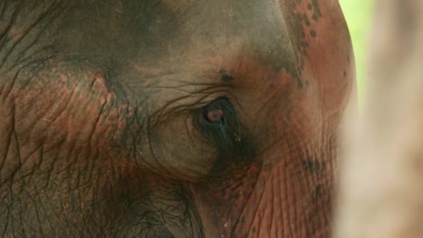 Cinematische Slow Motion Natuur Beelden Van Een Olifant Oog Van — Stockvideo