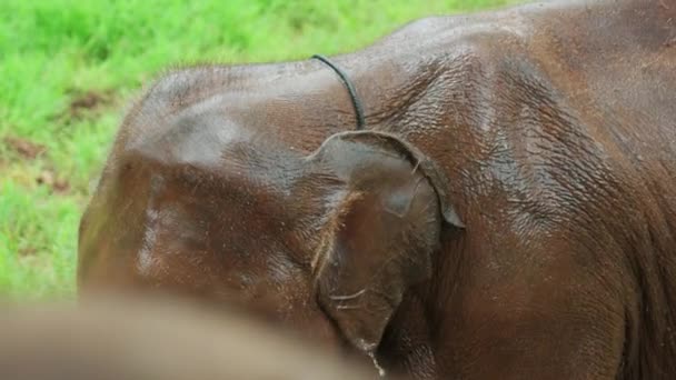 Elokuvamainen Hidasliikkeinen Luontokuvamateriaalia Elefantti Läheltä Keskellä Viidakon Vuoristossa Chiang Mai — kuvapankkivideo