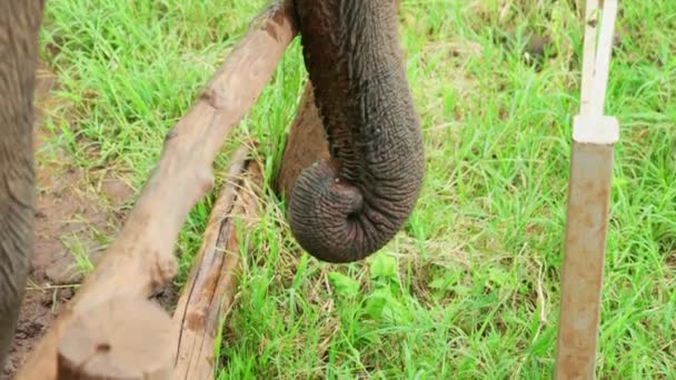 Cinematic Slow Motion Wildlife Természetfilm Egy Elefánt Törzséről Közelről Dzsungel — Stock videók