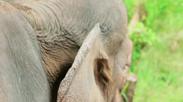 Cinematic Slow Motion Wildlife Naturoptagelser Elefant Fra Tæt Midt Junglen – Stock-video