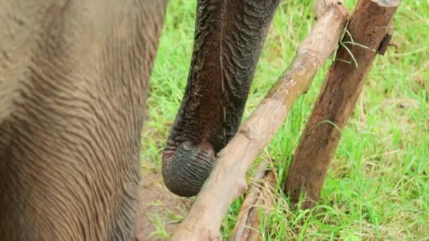 Cinemática Cámara Lenta Naturaleza Vida Silvestre Imágenes Del Tronco Elefante — Vídeo de stock